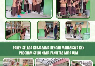 Panen selada di Green House, hasil kerjasama dengan mahasiswa KKN Prodi Kimia fakultas MIPA ULM